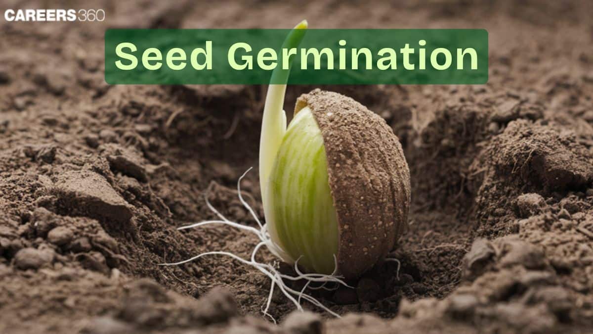 Seed Germination: Description, Process, Diagram, Stages, Necessity, And Its Major Factors